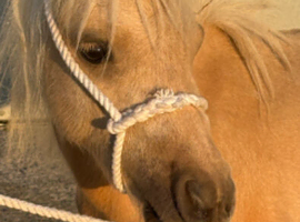 MINIATURE 3YR OLD PALOMINO COLT