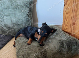 Dachshund