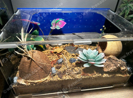 5 blue death feigning beetles and enclosure