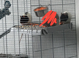 Two young pet rats (male & female)