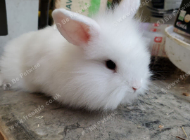 Mini lop,  lionhead