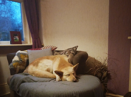Stunning white gsd available for stud