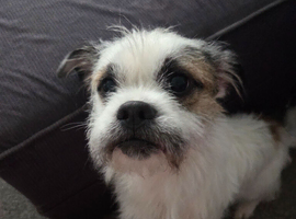 Rehoming - 2 yr old beauty