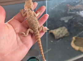 Bulk baby bearded dragons