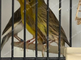 Irish Canary