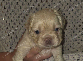 5 week old frenchie pups