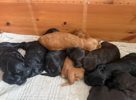 Irish doodle puppies