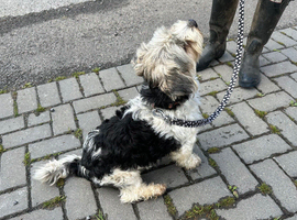 3 yr old Biewer terrier boy for sale