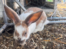 Female Rabbits