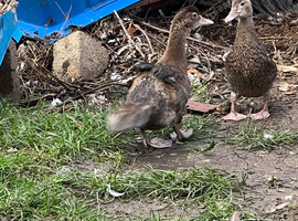 female Muscovy ducklings