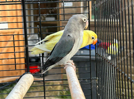 2 lovebirds for sale