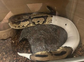 Ball python female with viv