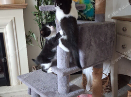 5 Beautiful Kittens British Blue x