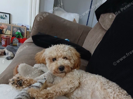 Loving Home Needed For Waffle.