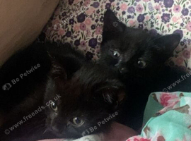 Brother and sister kittens black x2