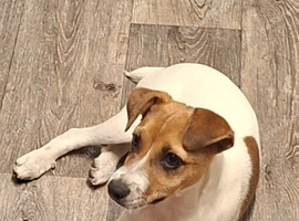 6 month old jack Russell female pup