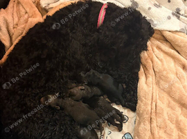 Cavapoo/cockapoo puppies