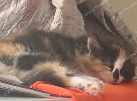 8 week old calico long haired female