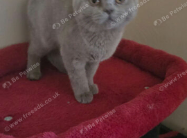 Stunning lilac British short hair girl