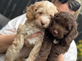 F1 cockapoo