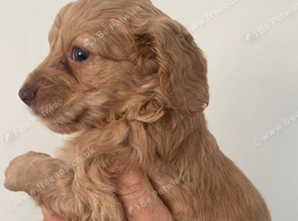 Stunning F1 Cockerpoo Babies