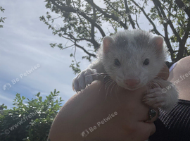 Make ferret 10 weeks old