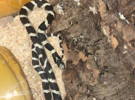 Californian king snake with set up
