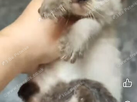 Ragdoll x British shorthair kitten female