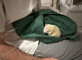 Pygmy hedgehog for sale