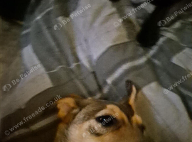 Mishka (little-bear)