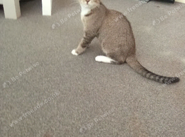Kitten