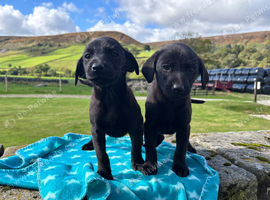 Beautiful Labradors Girls&Boys