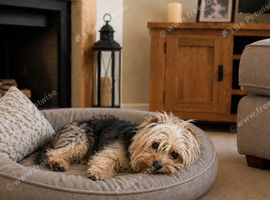 Small female Yorkie