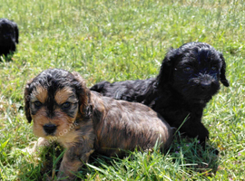 Fabulously Fluffy Cockalier-a-Poo Puppies &ndash; Ready Soon!