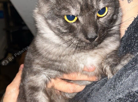 Maincoon