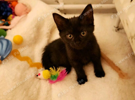 Kitten