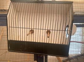 Finch show/travel cage
