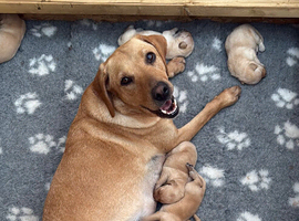 Beautiful Kc registered red Labradors