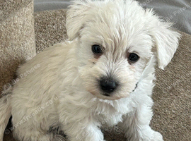 Beautiful Westiepoo pups