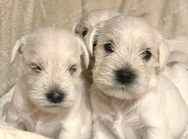 Loving Home Raised White Schnauzer Puppies