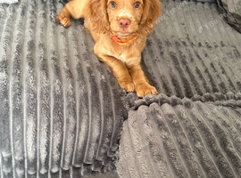 Cocker spaniel