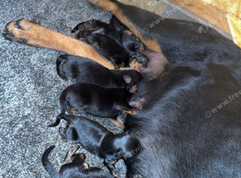 Beautiful rottweiler puppies for sale