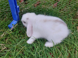 Bunnies for sale