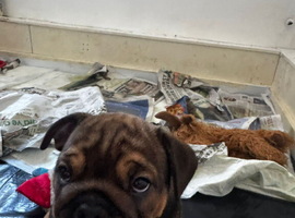 gorgeous English Bulldog puppies