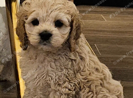 American cockerpoo