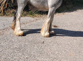 Blue blagam colt