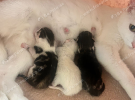 Three lovely kittens!