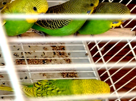 10 Beautiful yellow/green baby budgies for sale !
