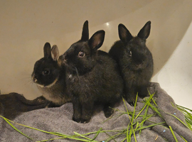 3 Male Lionhead/Diddy Dwarf Rabbits (+Optional Cage Setup)