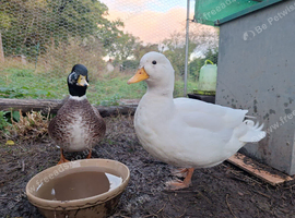 Call duck drake